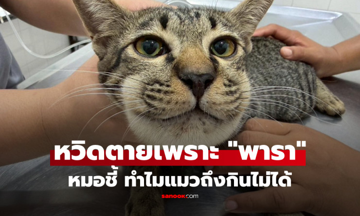 อุทาหรณ์สุดขนลุก! แมวกินพาราเซตามอลแค่เม็ดเดียว หน้าบวมยักษ์เกือบตาย หมอสั่งห้ามเด็ดขาด! - betfahvip