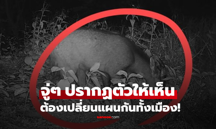 ฮือฮา! สัตว์หายากระดับสูงสุด ปรากฏตัวในเกาหลี สร้างความตื่นเต้นทั่วเมือง - betfahvip