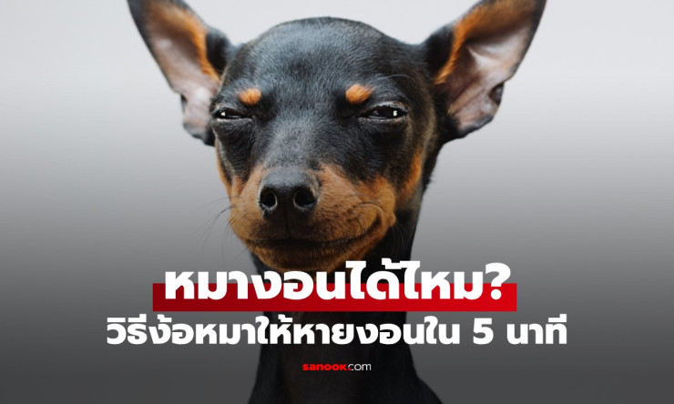 หมาของคุณงอนหรือเปล่า? เคล็ดลับ 5 นาทีที่จะทำให้เจ้าตัวน้อยหันมาหาคุณทันที! - betfahvip