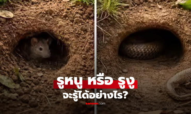 ช็อก! รูในบ้านหรือสวนคุณ...เป็นรูหนูหรือรูงูกันแน่? 3 จุดเช็กด่วน อย่ามองผิดเด็ดขาด! - betfahvip
