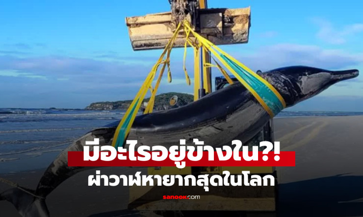 ผ่าท้องวาฬ หายากที่สุดในโลก ค้นพบความจริงอันน่าตกใจ ไม่เคยพบเห็นมาก่อน! - betfahvip