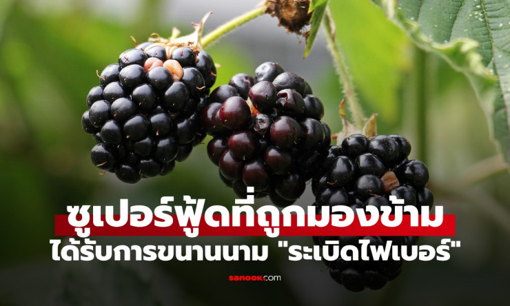 แบล็กเบอร์รี่ ผลไม้สีดำมหัศจรรย์ที่คนไทยยังไม่รู้จัก ช่วยบำรุงสมอง ลดริ้วรอย และเต่งตัวเหมือนเด็ก - betfahvip