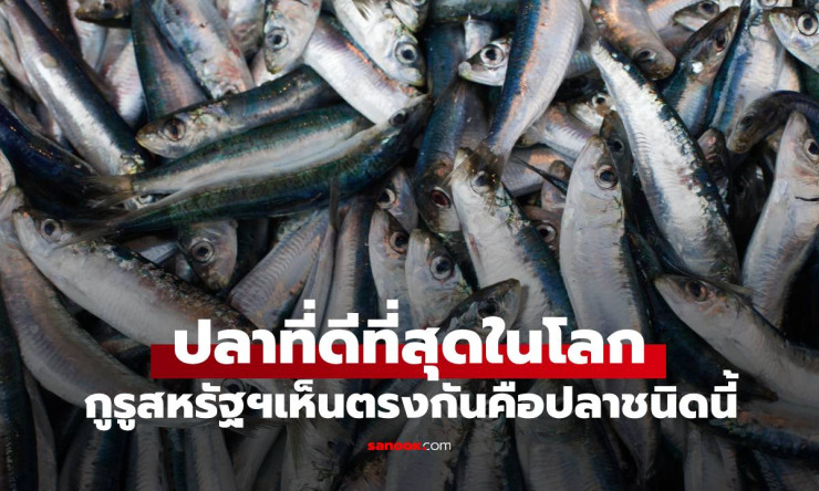 ปลาดีที่สุดในโลกที่คนไทยชื่นชอบและนิยมกินมากที่สุด: แซลมอน ราชาแห่งปลาเนื้อดี - betfahvip
