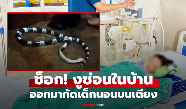 งูพิษกัดเด็ก 7 ขวบ ขณะนอนหลับบนเตียง รู้ว่ามันซ่อนตัวตรงไหน ทุกบ้านต้องระวัง! - betfahvip