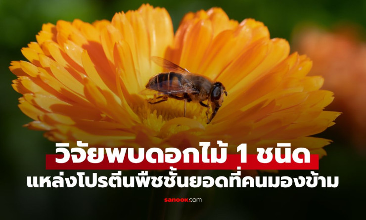 ช็อกวงการอกไก่! ดอกไม้ธรรมดาๆ ที่คุณมองข้าม กลายเป็นโปรตีนพืชสุดยอด แซงหน้าทุกอย่าง! - betfahvip