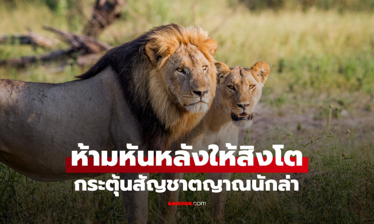 ห้ามหันหลังให้สิงโต! วิธีปลุกสัญชาตญาณนักล่าและเอาตัวรอดเมื่อต้องเผชิญหน้า - betfahvip