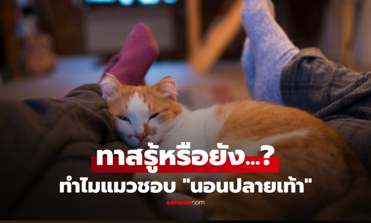 ทำไมแมวชอบนอนบนเท้าเจ้าของ? เปิดความลับที่ทาสแมวต้องรู้ไม่ใช่แค่เรื่องบังเอิญ! - betfahvip