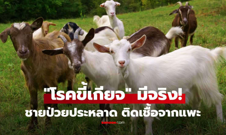 ชายเชือดแพะ 30 ปีทรุดเหนื่อยหนัก! ที่แท้ป่วยโรคขี้เกียจ ติดเชื้อจากแพะที่เลี้ยงทั้งชีวิต - betfahvip