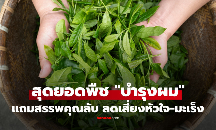 ใบฝรั่งใบเดียวจบ! ลดผมร่วงหยุดชะงัก ผมงอกใหม่ดกดำ แถมต้านมะเร็งลับสุดยอด ใครๆก็ทำตามได้ - betfahvip
