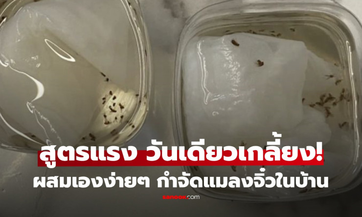 แมลงหวี่บุกบ้าน! สูตรเด็ดวางแป๊บเดียว หายเกลี้ยง ไม่ต้องเสียเงินซื้อยาแพง - betfahvip