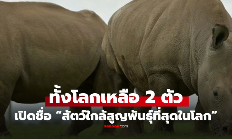 ช็อกทั้งโลก! แรดขาวเหนือเหลือแค่ 2 ตัวเมียสุดท้าย ทางรอดหรือสูญพันธุ์นิรโทษกรรม? - betfahvip