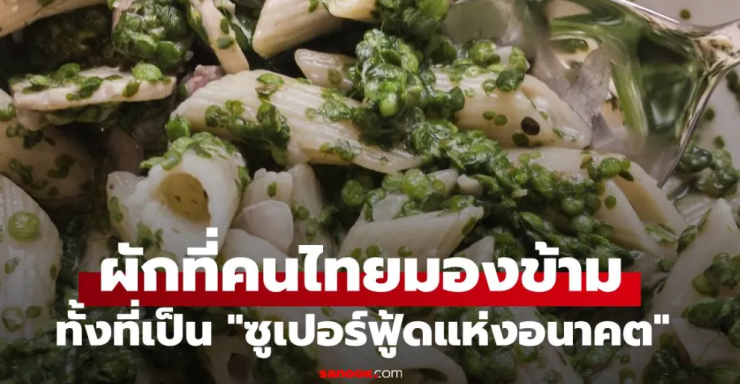 ซูเปอร์ฟู้ดแห่งอนาคต! ผักไทยที่ถูกมองข้าม โปรตีนมากกว่าถั่วเหลืองถึง 6 เท่า - betfahvip